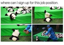33 Memes to Make Your Any Day Better