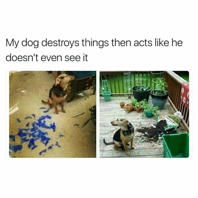 Happy Animal Memes That Will Make Your Day Better-2