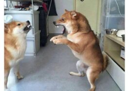 25 Memes to Make Your Any Day Happy