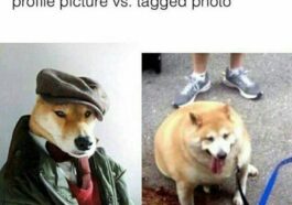 29 Cute Animal Memes Photos to Make You Smile
