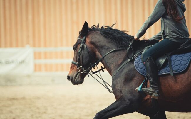 Horse Riding