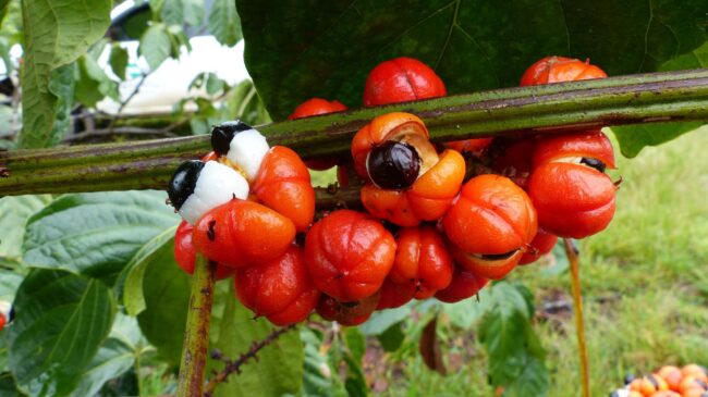 Guarana-plant