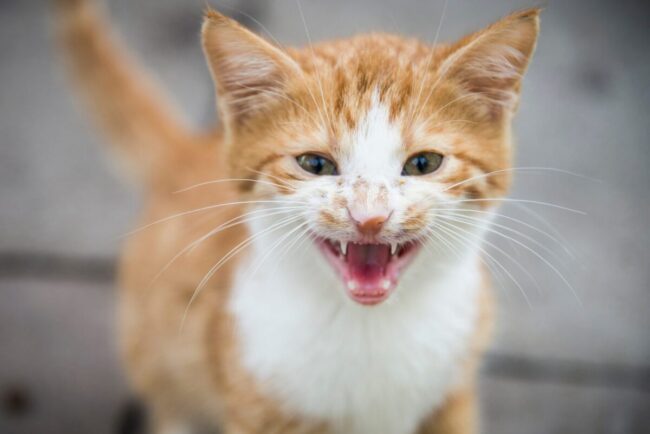 Understanding Cat Behaviors and How To Manage and Train These Behaviors ... - How To Manage Excessive Meowing In Kittens