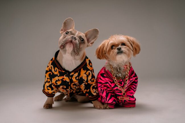Pet Clothes Playbook: A Fashionable Guide for Furry Friends