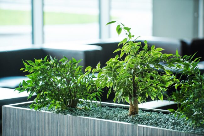 plants in office