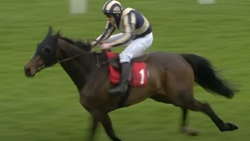 Jockey in blue and gold stripes and white breeches rides a brown racehorse