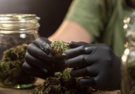 Cannabis Culture in the Bay Area