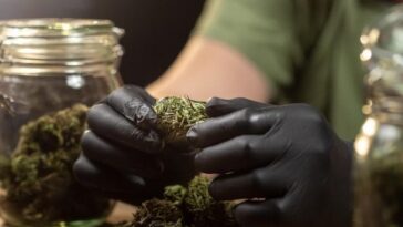 Cannabis Culture in the Bay Area