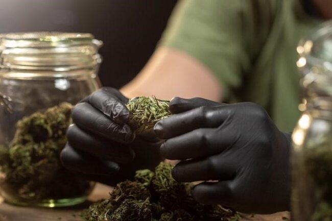 Cannabis Culture in the Bay Area