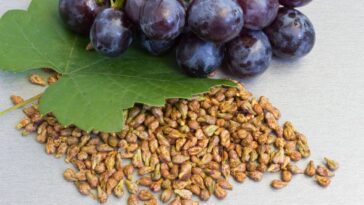 Grape Seed Extract